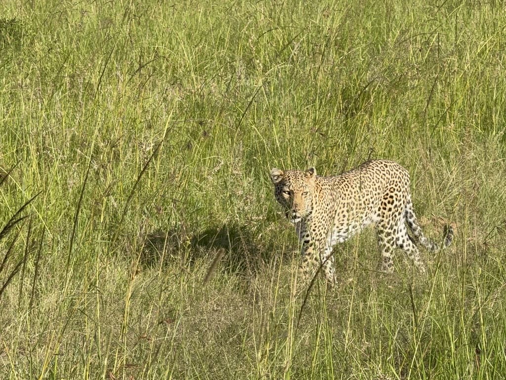 Masai Mara