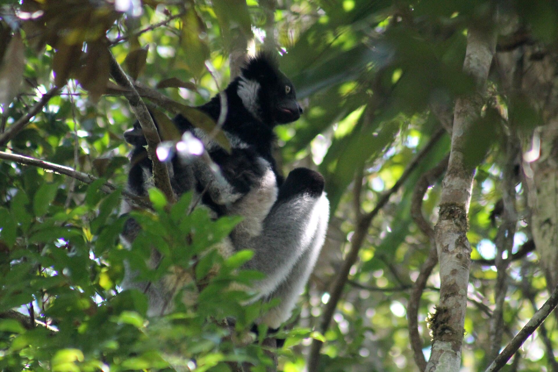 昂达西贝的大狐猴(Indri)